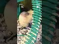 My Smart Hamster!#cute #hamsterkombat #hamster #viral #shorts #shortvideo #hamsters