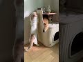 猫が離れない！ふわふわ快適キャットベッド🐾