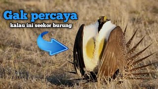 Burung Burung Aneh Dengan Ciri Pi Sangat Unik