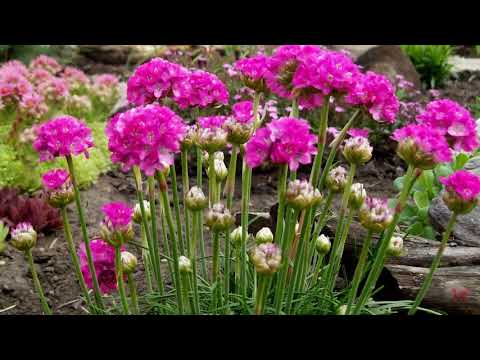 Video: Armeria Primorskaya (33 Foto): Mbjellja Dhe Kujdesi Në Terren Të Hapur, Rritja E Një Bime Barishtore Nga Farat Në Një Shtrat Lule, Përshkrimi I Varieteteve Të Luleve Armeria Mariti