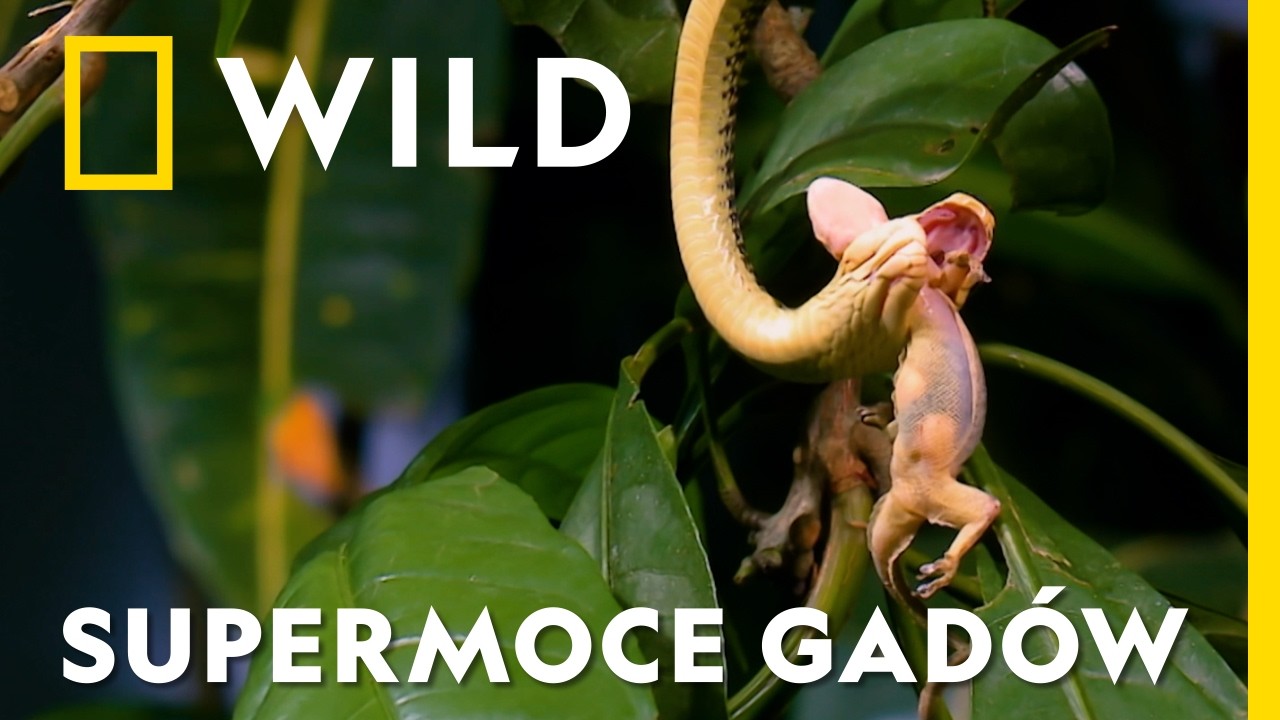Atakują wrogów, tryskając krwią z oczu. Co jeszcze potrafią te niezwykłe zwierzęta? | Planeta gadów