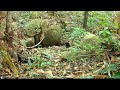 Wildlife On Tacugama Camera Traps In Loma Mountains National Park Sierra Leone