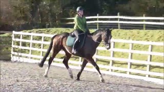 \\ Flatwork Training //