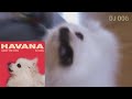 하바나 강아지 리믹스 Camila Cabello - Havana (Gabe the Dog Remix)