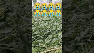 Originally Priced Around 15 Million The Mercedes Clr Gtr Is Considered Oneof The Most Exclusive A