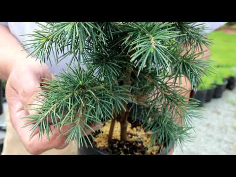 What are Dwarf Conifers and How to Use Conifers in Your Landscape