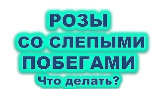 Розы со слепыми побегами. К чему приводят слепые побеги? Кардинальная обрезка куста 6 июля 2019 года