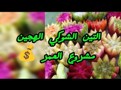 الصبر الشوكي الهجين لأول مرة في الإمارات