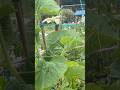 Bangladeshi Lau #bangladeshi #londongarden #gardening #allotmentgarden #vegetableplants #vegetables