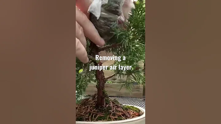 Separation anxiety - juniper bonsai air layer