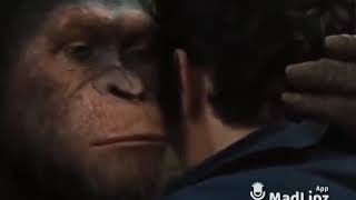 Monyet bicara ke manusia (Alias Madlipz)😅😂