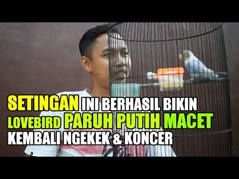 setingan-ini-berhasil-bikin-lovebird-paruh-putih-macet-kembali-ngekek-&-koncer