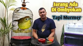 Mengenal Burung Ciung Air Coreng Dan Perawatan Harianya