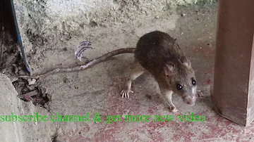 Poisoned mouse reaction before death