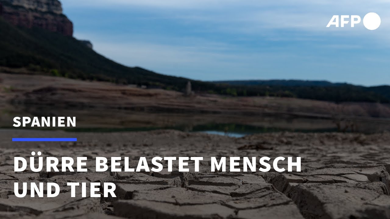 Dürre im Rhein: Wir zeigen die Folgen von Trockenheit für unsere Gewässer von oben | Aktuelle Stunde