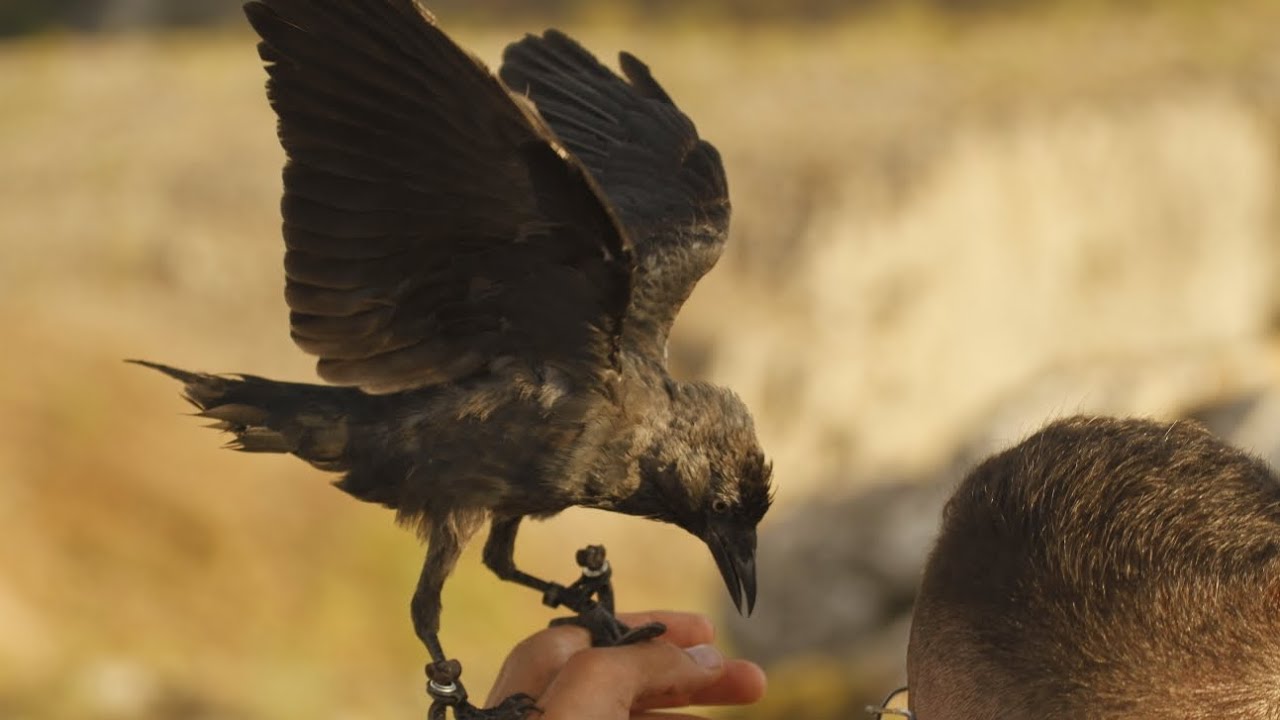 urraca y grajilla volando