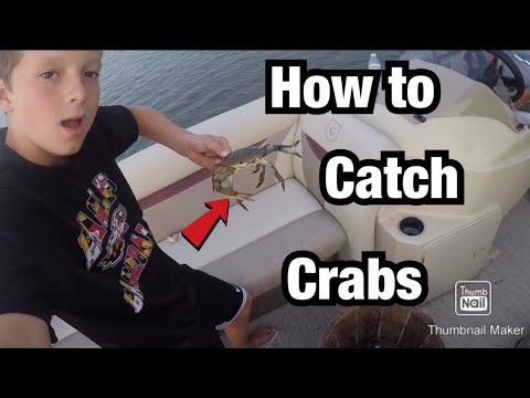 Catching Crabs on the Trotline in Ocean City MD Catching Crabs on the Trotline in Ocean City MD
