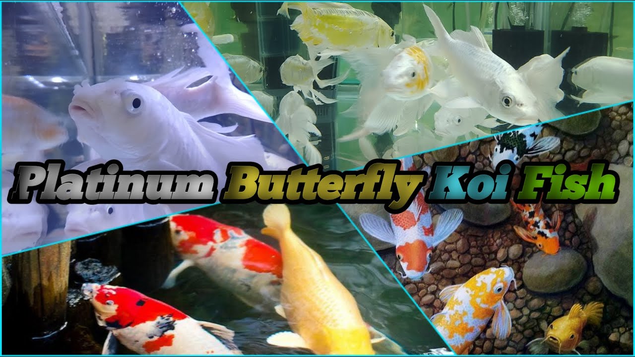 Platinum Butterfly Koi Fish Aquarium Fish Tamil Sathar kN platinum koi aquarium fish
