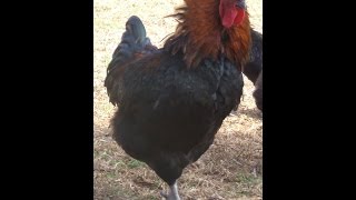 Rooster talking screenshot 3