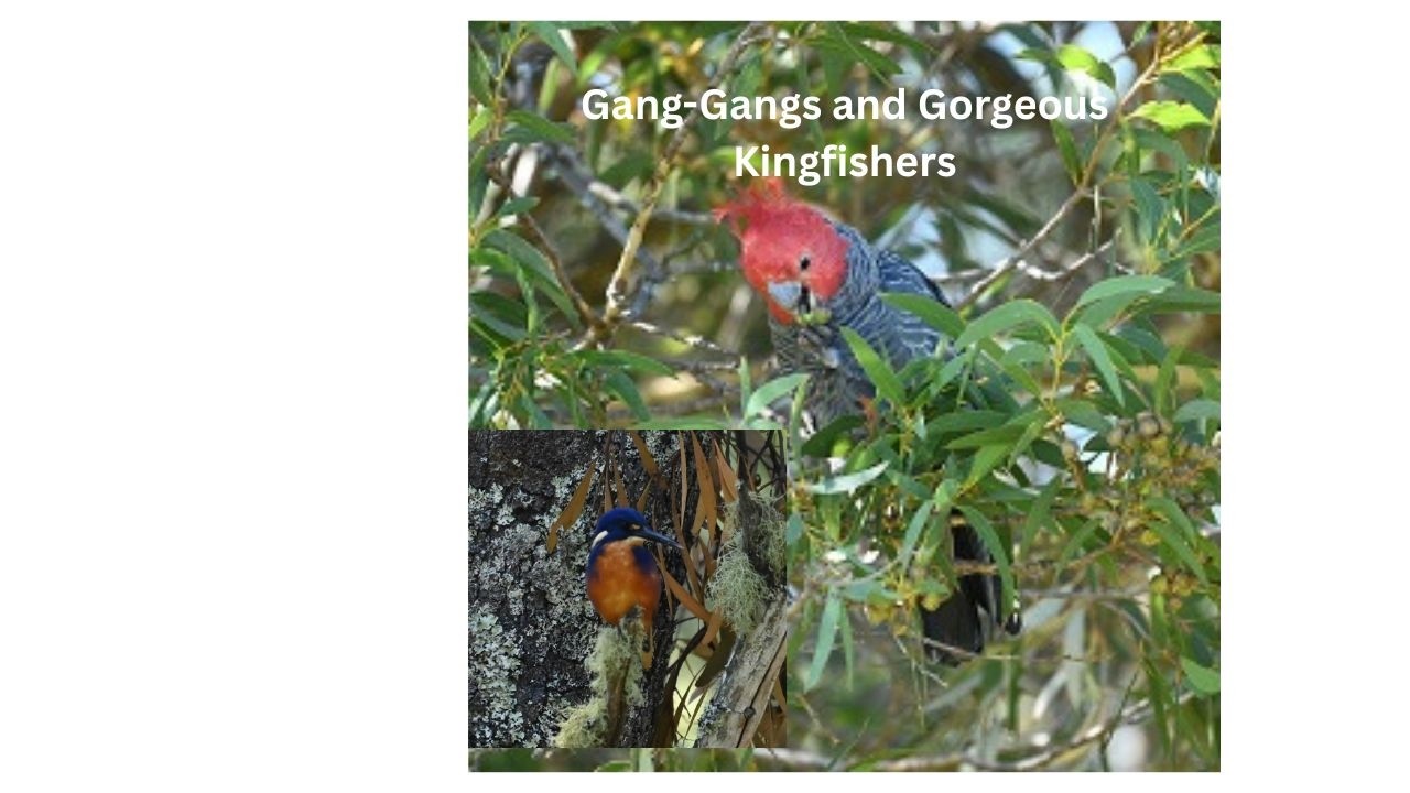 Gang-Gangs and Gorgeous Kingfishers