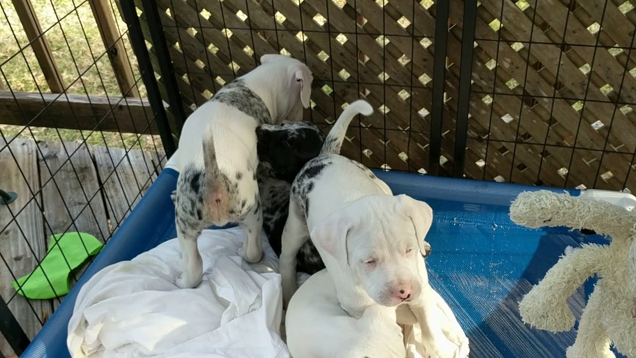 deep south catahoula bulldogs