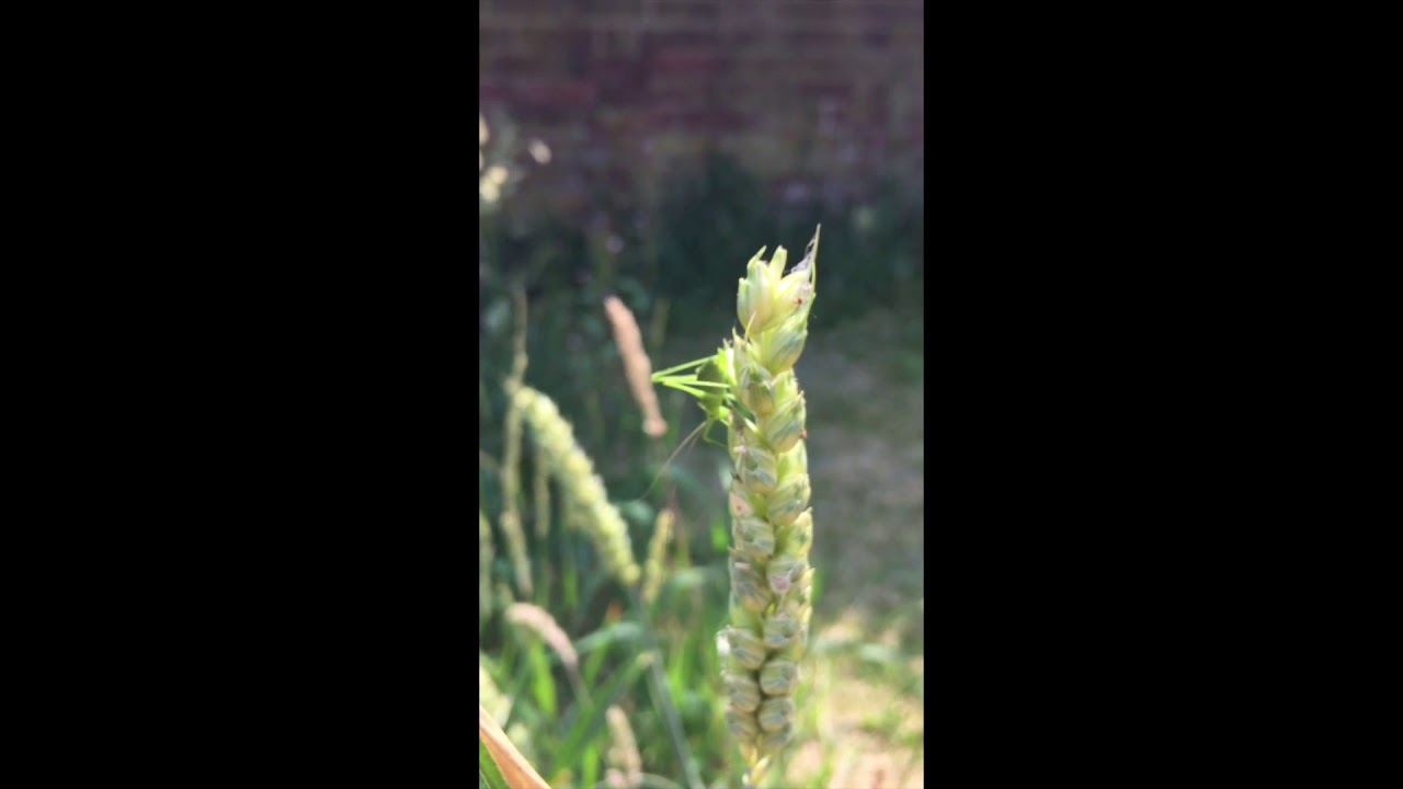 The Speckled Bush Cricket- Leptophyes Punctatissima