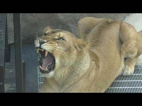 Lion (Okinawa Zoo & Museum, Okinawa, Japan) May 13, 2019
