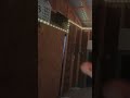 lucky dunk