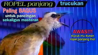 trucukan gacor ropel panjang BAGUS UNTUK PANCINGAN SEKALIGUS MASTERAN saat pagi hari