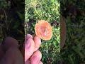 Dunkelscheibiger Fälbling- Hebeloma mesophaeum Teil 3 (von 4) #mushroom #pilze #shroomers #nature
