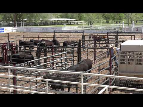 Ron Gill Stockmanship