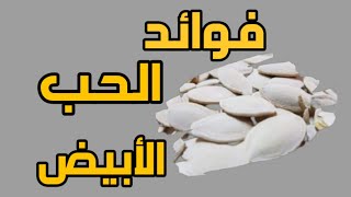 هل تعلم؟ فوائد اللب الأبيض  المعروف بالحب الأبيض الصحية