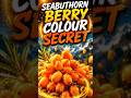 🤯 99% Log Nahi Jaante Sea Buckthorn ka colour Orange Kyu Hota Hai! #seabuckthorn #viral