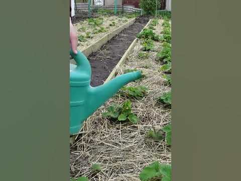 This fertilizer increases the yield of strawberries by 10 times - YouTube