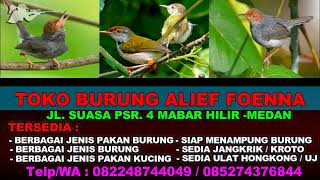 SUARA PIKAT BURUNG PRENJAK ~ SUARA BURUNG PRENJAK LUMUT BERSIH