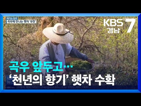 [여기는 진주] <strong>곡우</strong> 앞두고…‘천년의 향기’ 햇차 수확 / KBS  2022.04.19.