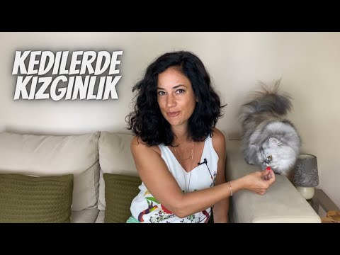 Video: Köpekler İçin En İyi Kene Kovucu Nedir?