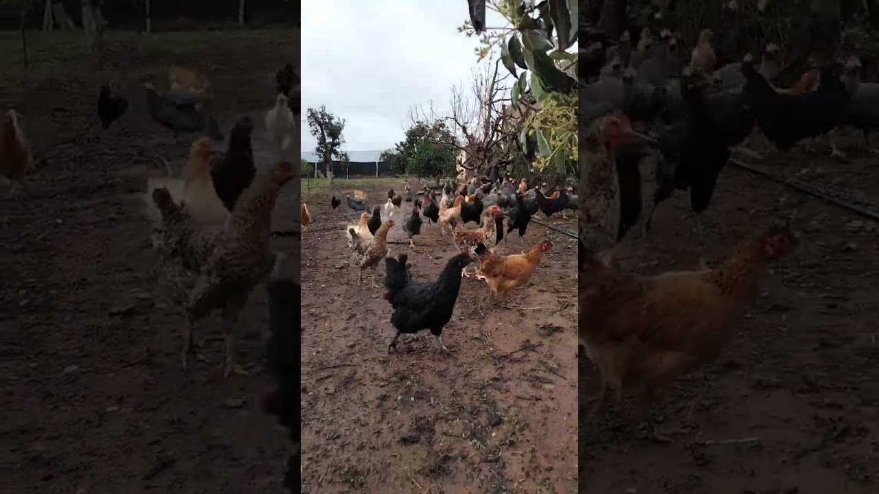 خيرات دجاج اللهم بارك🐔🐥🥚🐣🐤