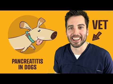 Video: Ką Reikia žinoti Apie šunų Maistą Sergant Pankreatitu