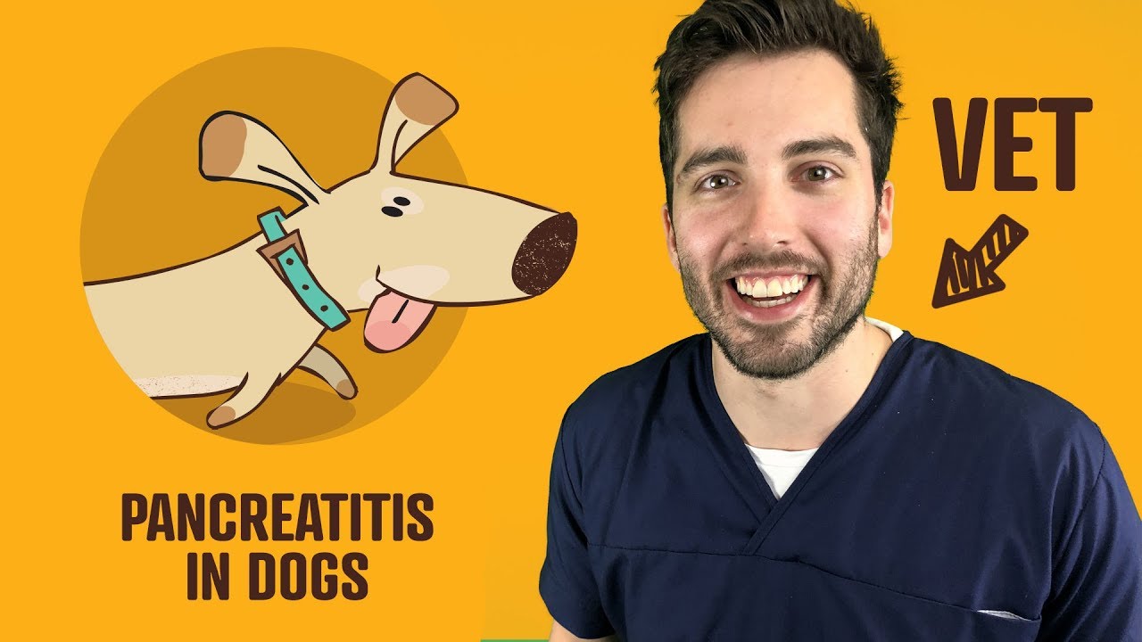 home remedies for pancreatitis in dogs