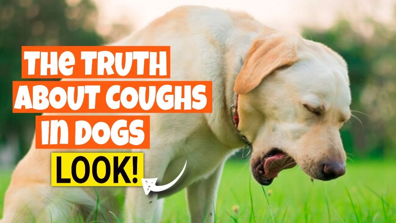 🐶The PURE TRUTH about COUGHS in DOGS YouTube