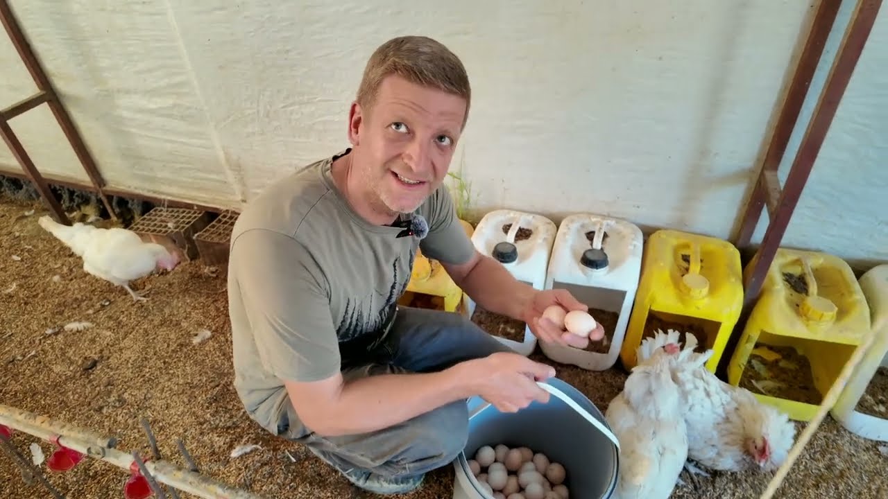 300 Adet Tavukla İle Başladı Pişman oldu... 