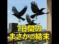 カラス撃退音 vs 3羽|7日間の記録が“まさかの結末”に。