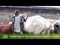 Eid el Kabir 2018: Check Out This Cow That Costs N1 Million: Nigeria News Today | Legit TV