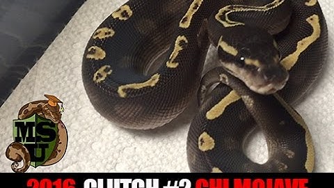 GHI MOJO CORAL GLOW PASTEL Ball Python- 2016 Clutch #2