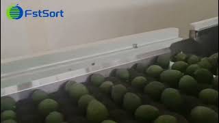 Avocado washing drying and grading line; Avocado grader, avocado sorting machine in Ethiopia