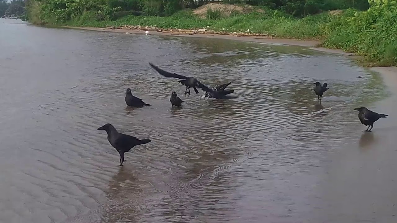 Sri Lanka,ශ්‍රී ලංකා,Ceylon,Nilwala River,Crows,Matara Fort