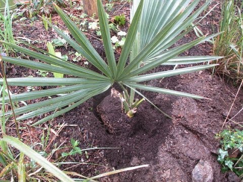 How to Plant a Sabal minor palm.
