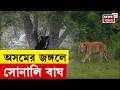 Assam News | Kaziranga য় বিরল বিস্ময়! ক্যামেরায় ধরা পড়ল বিশ্বের বিরলতম Golden Tiger | Bangla News