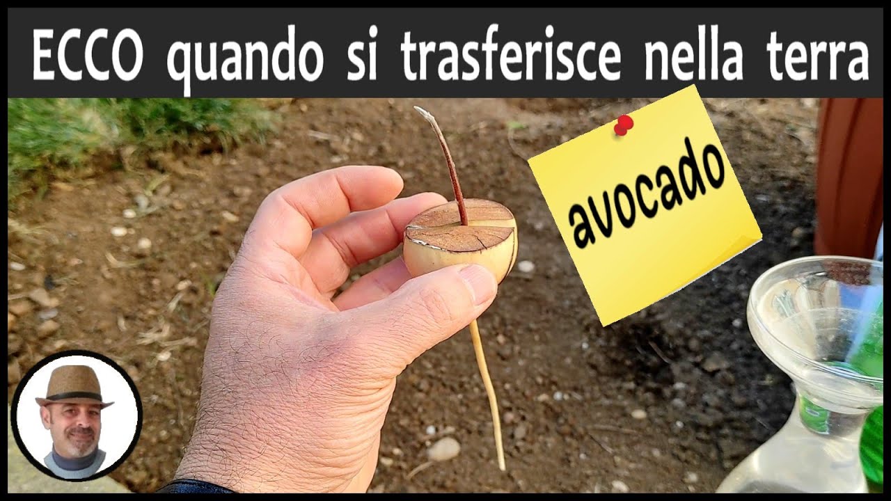 COME TRASFERIRE L'AVOCADO DALL'ACQUA AL VASO